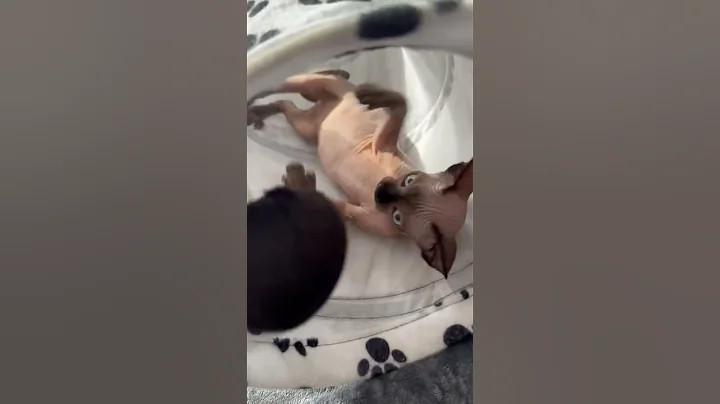 Video 10645681: sphynx cat sphinx, sphynx kitten cute cat, sphynx cat funny kitten, funny sphynx cat playing