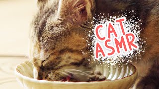 🎧 ASMR Kitten eats dry food | Nulo MedalSeries Grain-Free Cat & Kitten Chicken Recipe by Curry Sugar Meow 8,022 views 2 years ago 6 minutes