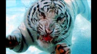 Download Lagu Wake Up Bossa     Timewarp Inc MP3