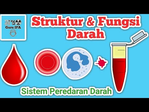 Struktur dan Fungsi Darah Pada Sistem Peredaran Darah Manusia