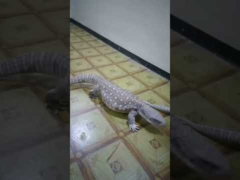 kadal gendut semok (savanah monitor) #shorts #reptile #pets #viral #panjipetualang