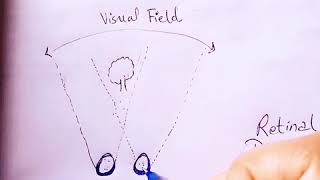 Retinal Disparity (Binocular Cue)