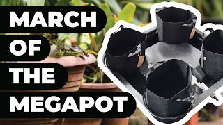 Celebrity Effortless Growth with MegaPot Multi-Pot: Your Gravity-Fed Solution for Shorter Plant Cycle Profile