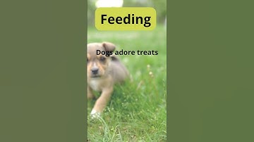 Behavior, Feeding, Health, Curiosities, Training and Companionship of pets 2