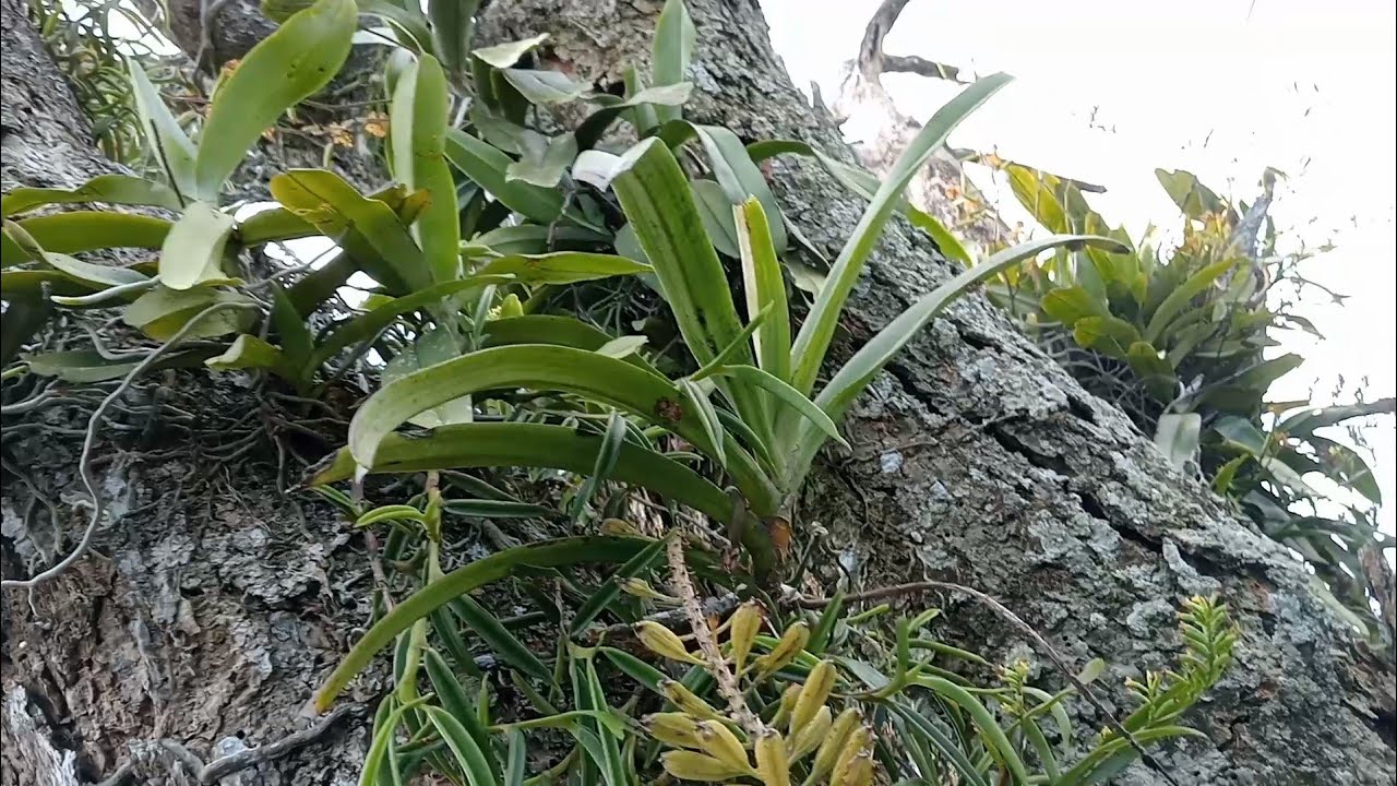 Hunting Anggrek Hutan II [Orchid growing in the wild‼️]