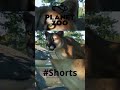 #shorts Planet Zoo Cougar Facts || North America Animal Pack