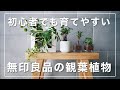 【無印良品】初心者でも育てやすい！おすすめの観葉植物を5つ厳選しました。