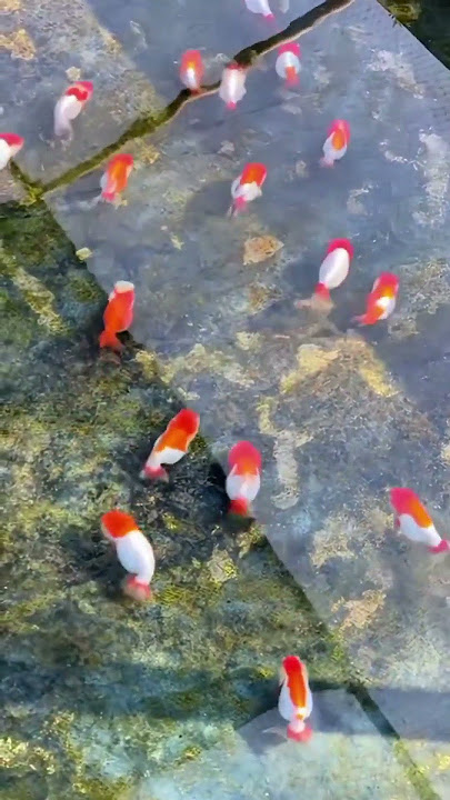 Ranchu GoldFish Siap Bertarung #shorts