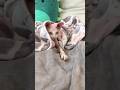 Kitty’s little paws #sphynx #cat #suncats #cute #kitten #asmr #purr #pets #kitty