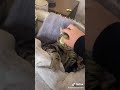 猫と旦那がエステしとった→牛乳吹いたら負けwww #short