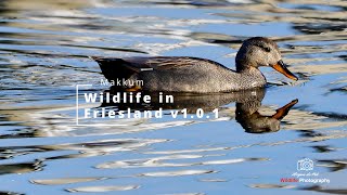 Wildlife in Friesland v1.0.1 | Nikon D500 & Nikon AFS 200500mm F/5.6E VR ED