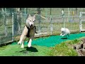 【爆笑】叫びながら追いかけ回す小型犬と逃げ回るハスキー犬が面白すぎるww