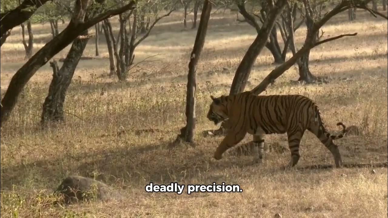 Preys escapes predator, what a moment to behold. YouTube