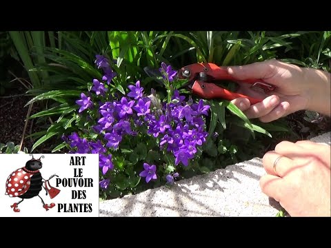 Vidéo: Comment faire pousser la campanule serbe - Prendre soin des plantes de campanule serbe