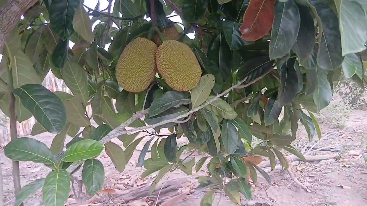 JAQUEIRA BOTANDO PELA PRIMEIRA VEZ. TRÊS JACAS VINGARAM.#roça 