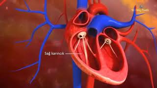 11.Sınıf Kalbin Yapısı Animasyonlu  Konu Anlatımı Resimi