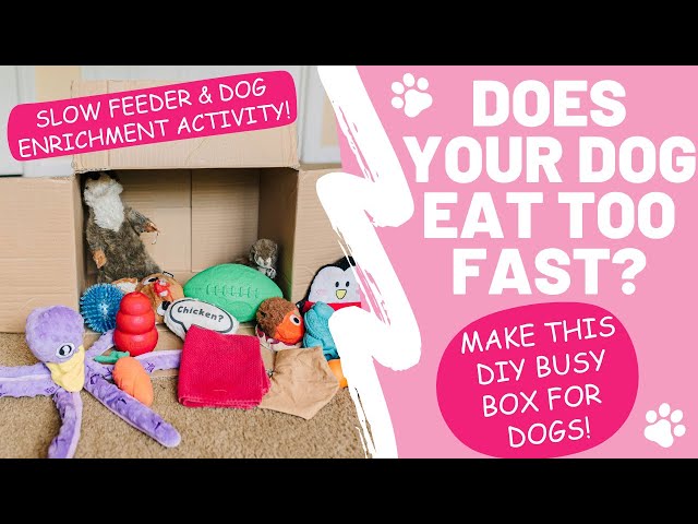 DIY Busy Box Enrichment Toy for Your Bored Dog - Wear Wag Repeat