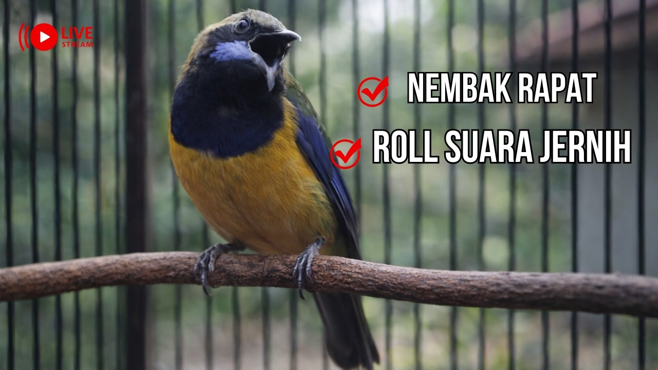 LIVE MASTERAN CUCAK CUNGKOK FULL GACOR || ROLL RAPAT DAN SUARA JERNIH