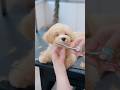 どんどん眠たくなっちゃう子犬をカットしたら・・・