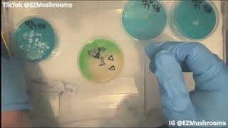 Download Lagu Agar Transfers how to, SAB, From MSS (Agar Files) #Mycology #Mushrooms #PE6 MP3