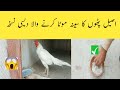 اصیل مرغ کا سینہ موٹا کرنے اور ٹانگوں کی کمزوری ختم کرنے کی طاقتور دیسی خوراک   