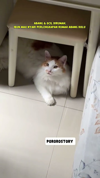 abang & ocil dirumah,ibun mau nyari Perlengkapan rumah abang dulu #pororo #ocil #cute #cat