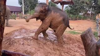 Baby Elephant Slips On Muddy Mound