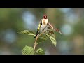 Distelfink (Carduelis carduelis)