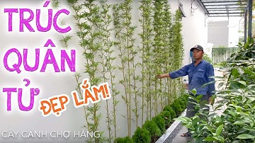 109. Giới thiệu dãy Trúc quân tử đẹp - Cây cảnh Chợ Hàng
