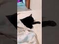 meu coração revive todo dia
