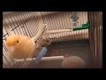 شنوي خلوي ويدور فالبور chenwi khelwi w ydor flpor