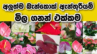 Anthurium price in Sri Lanka | අලුත්ම බැන්කොක් ඇන්තූරියම් මිල ගනන් එක්කම | anthuriyam wagawa sinhala