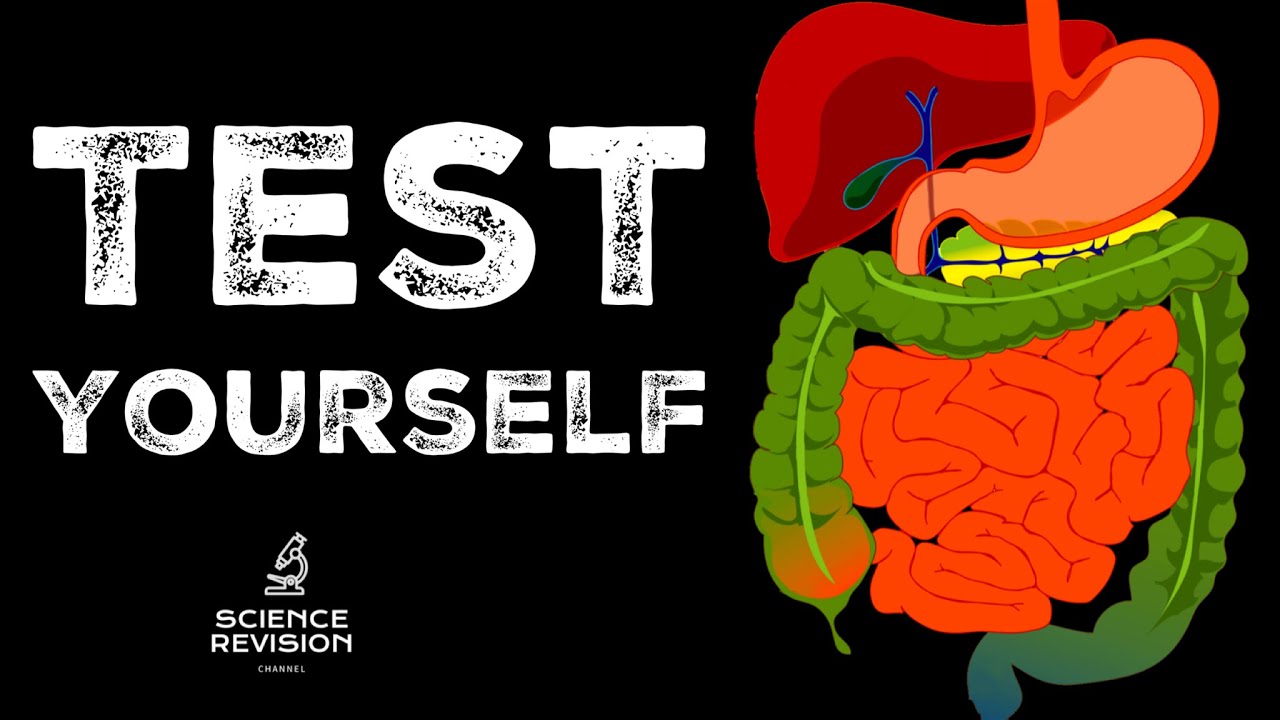 GCSE Science Biology Enzymes and Digestion Test Yourself YouTube