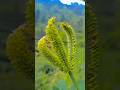 Mandwa Trending Viral Video Youtubeshorts Best Shortfeed Uttarakhand Mandwa Trending Viral Video Youtubeshorts Best Shortfeed Uttarakhand