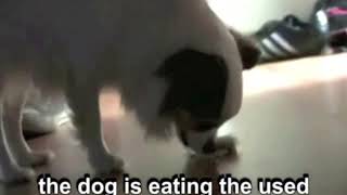 ★★★ FUNNY ! Dog eating a used condom ! ★★★ by John Blues 4,091 views 10 years ago 36 seconds