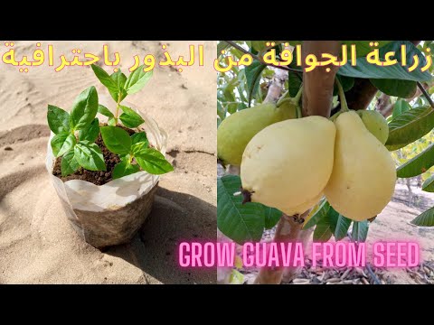 Βίντεο: Seed Grown Guava Trees: Πώς και πότε να φυτέψετε σπόρους γκουάβα