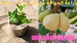 طريقة زراعة الجوافة من البذور بكل احترافية How to grow guava from seed