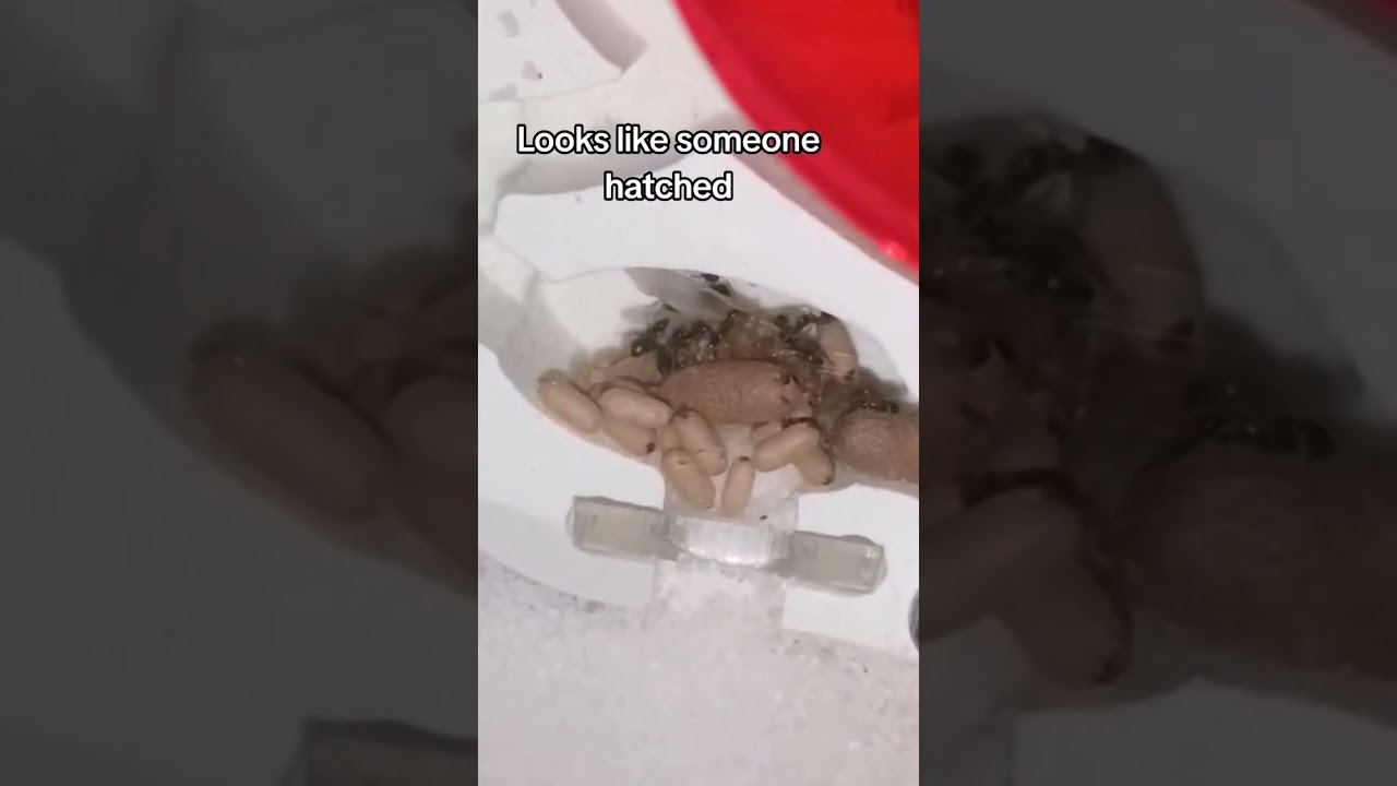 a laisius Niger alate