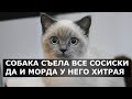 Релакс с котиками: день смешных пушистых для настроения