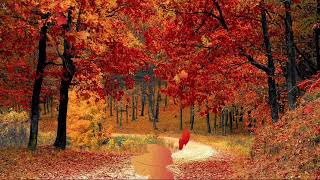 4K & HD Motion Background Video Effects| Leaf | Leaves | Autumn | Forest | Season | Fall | Fall leaf