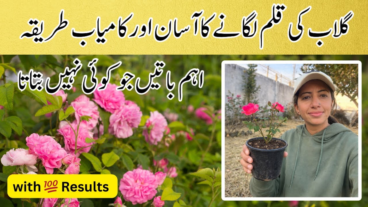 Easy Way to  Grow Rose Plant from Cutting | Gulab ki Qalam kaise lagaen with Proof