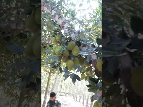 Cây Mít cổ