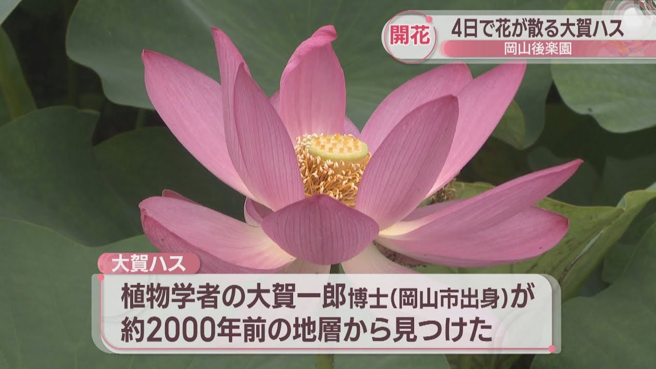 4日で花が散る「大賀ハス」が岡山後楽園で咲き始める 約2千年前の地層