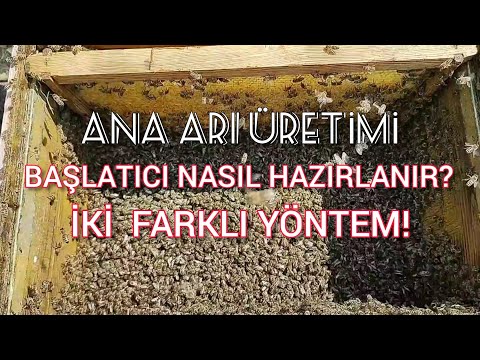 Video: Koloniye Nasıl Hazırlanılır (Resimlerle)