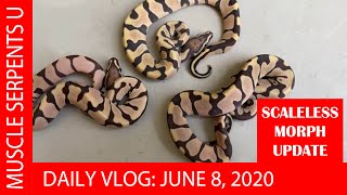 SCALELESS BALL PYTHON CLUTCH UPDATE! June 8, 2020