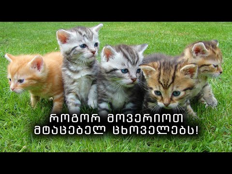როგორ მოვერიოთ მტაცებელ ცხოველებს