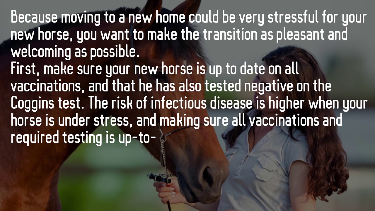 Horse Care 101 Chapter 1 YouTube