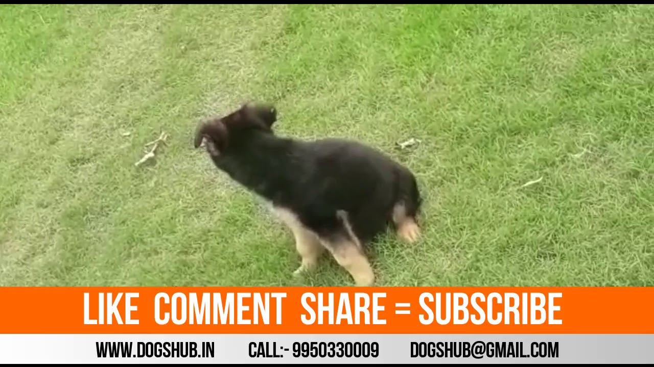 Single Coat German Shepard puppies sale Dogshub india puppy paradise