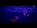 Monster fish tank aquafreak 1100 gallons