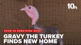 Gravy, infamous turkey that loves traffic, has forever home screenshot 1